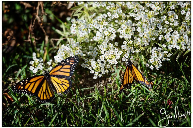 Philadelphia Wedding Photographer - Running Deer Golf Club- Gary Nevitt Photography - Olsen - 1025