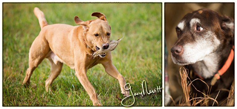 Lovas-Pet Portraits-Family-Gary Nevitt Photography-Farm-1007
