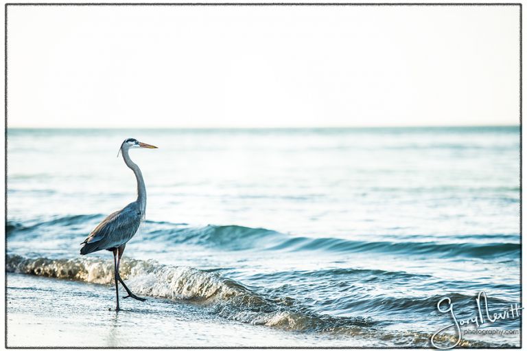 Demidovich-Wedding-FL-Florida-Sand Bar-Destination-Beach-Photography Gary Nevitt Photography-1139