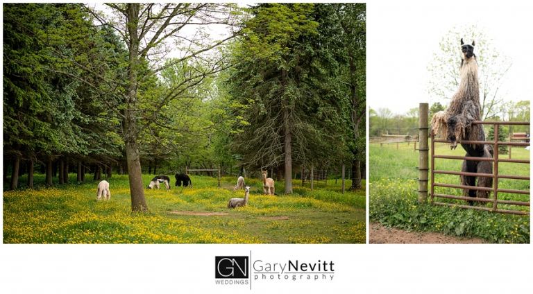 (c) Gary Nevitt Photography    www.garynevittphotography.com